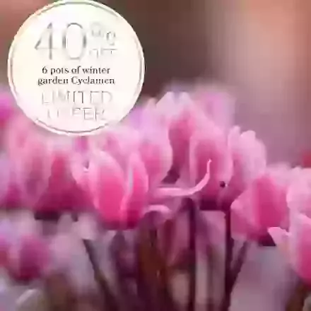 6 pots of winter garden Cyclamen